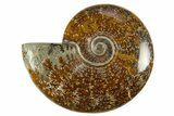 Polished Cretaceous Ammonite (Cleoniceras) Fossil - Madagascar #303883-1